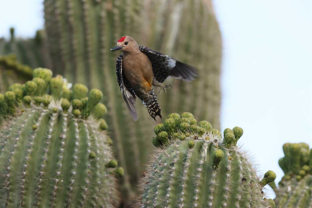 Gila Woodpecker4.JPG