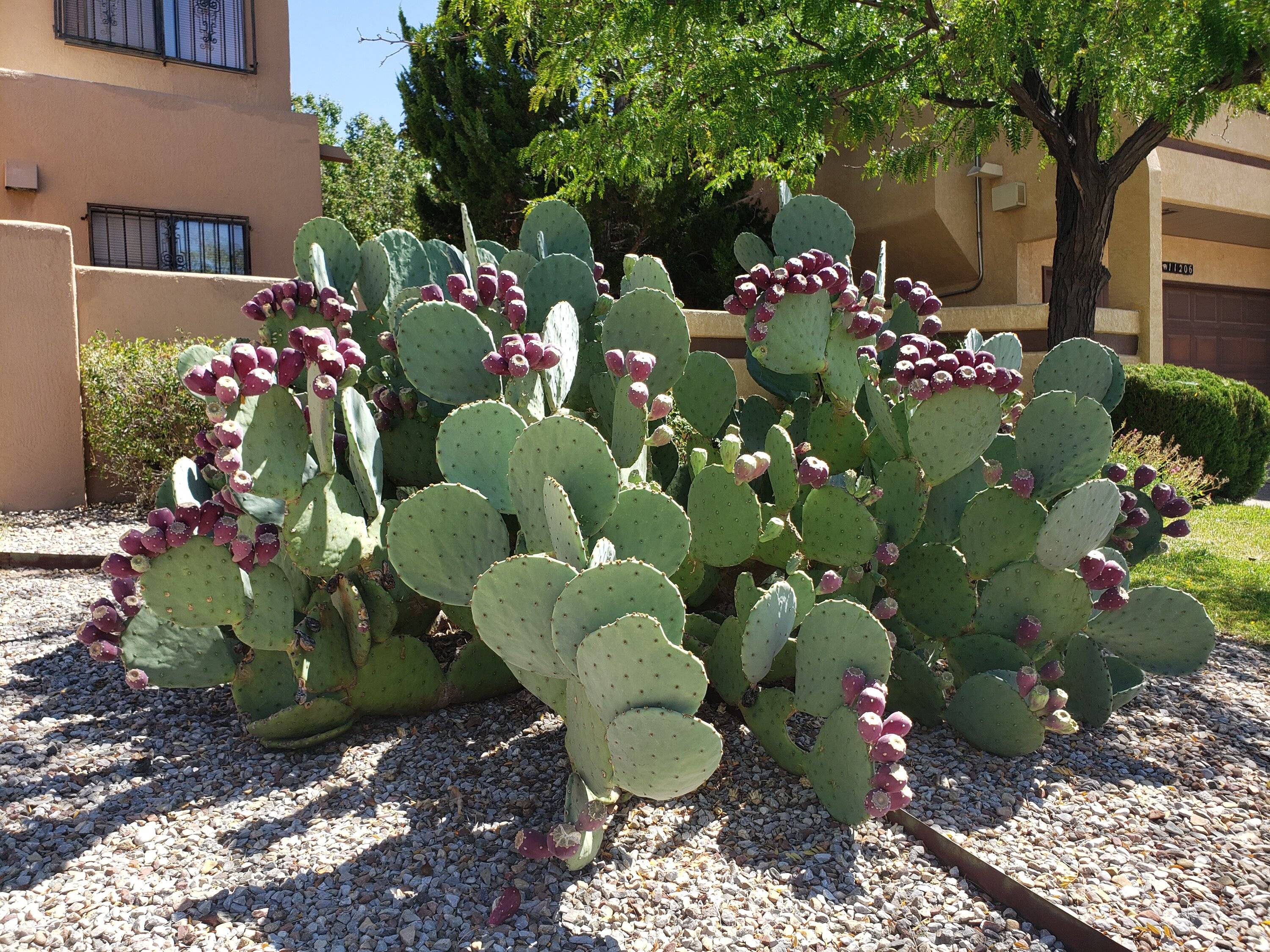 Cactus plant 1.jpg