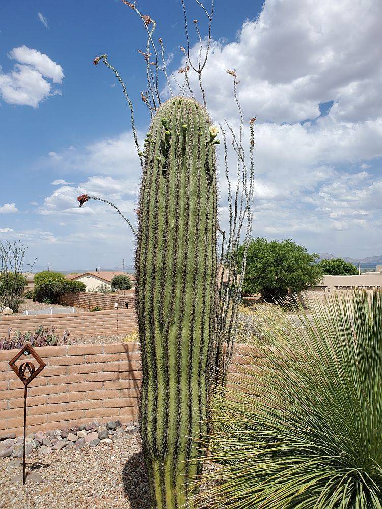 saguaro bloom.jpg