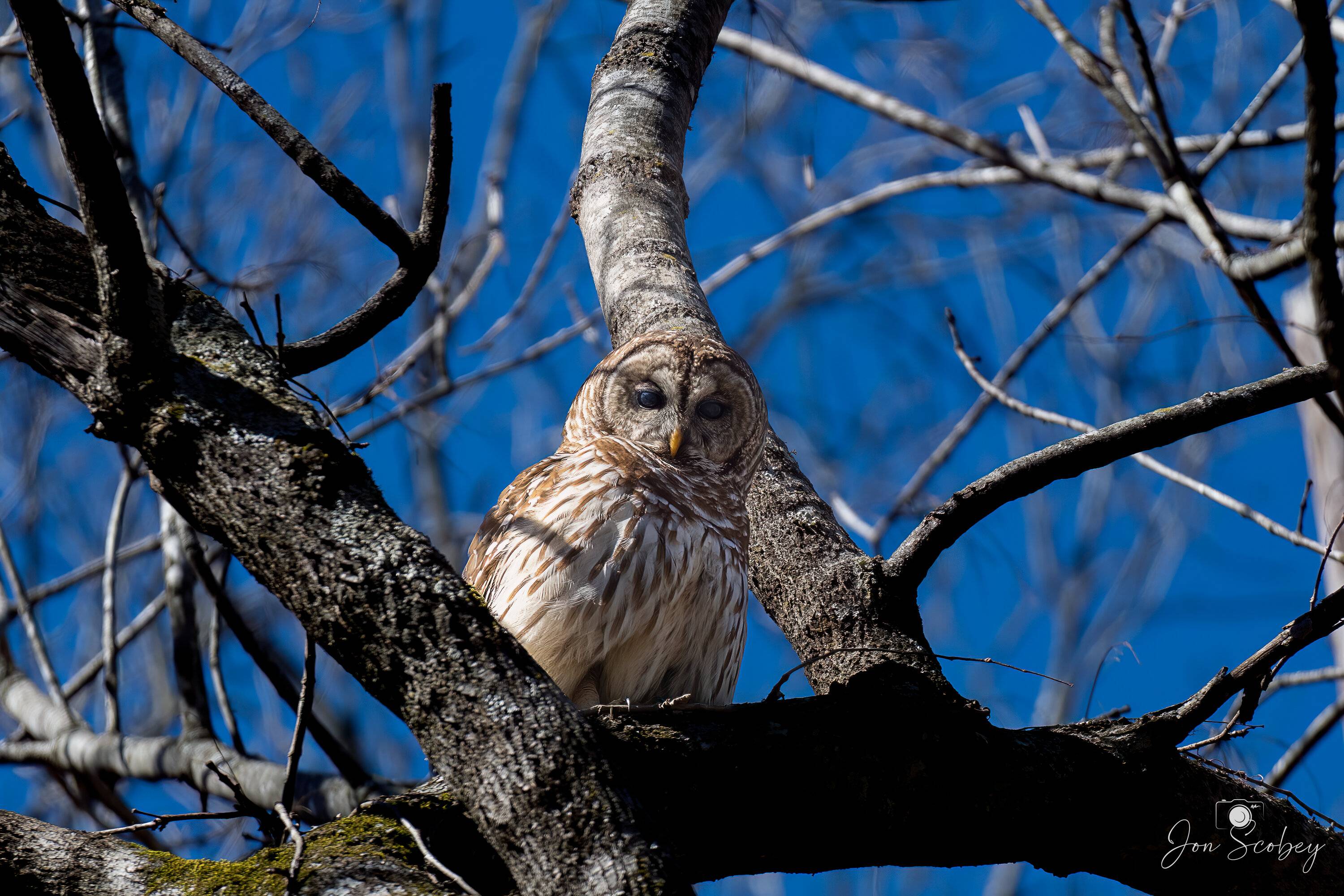 Barred Owl.jpeg