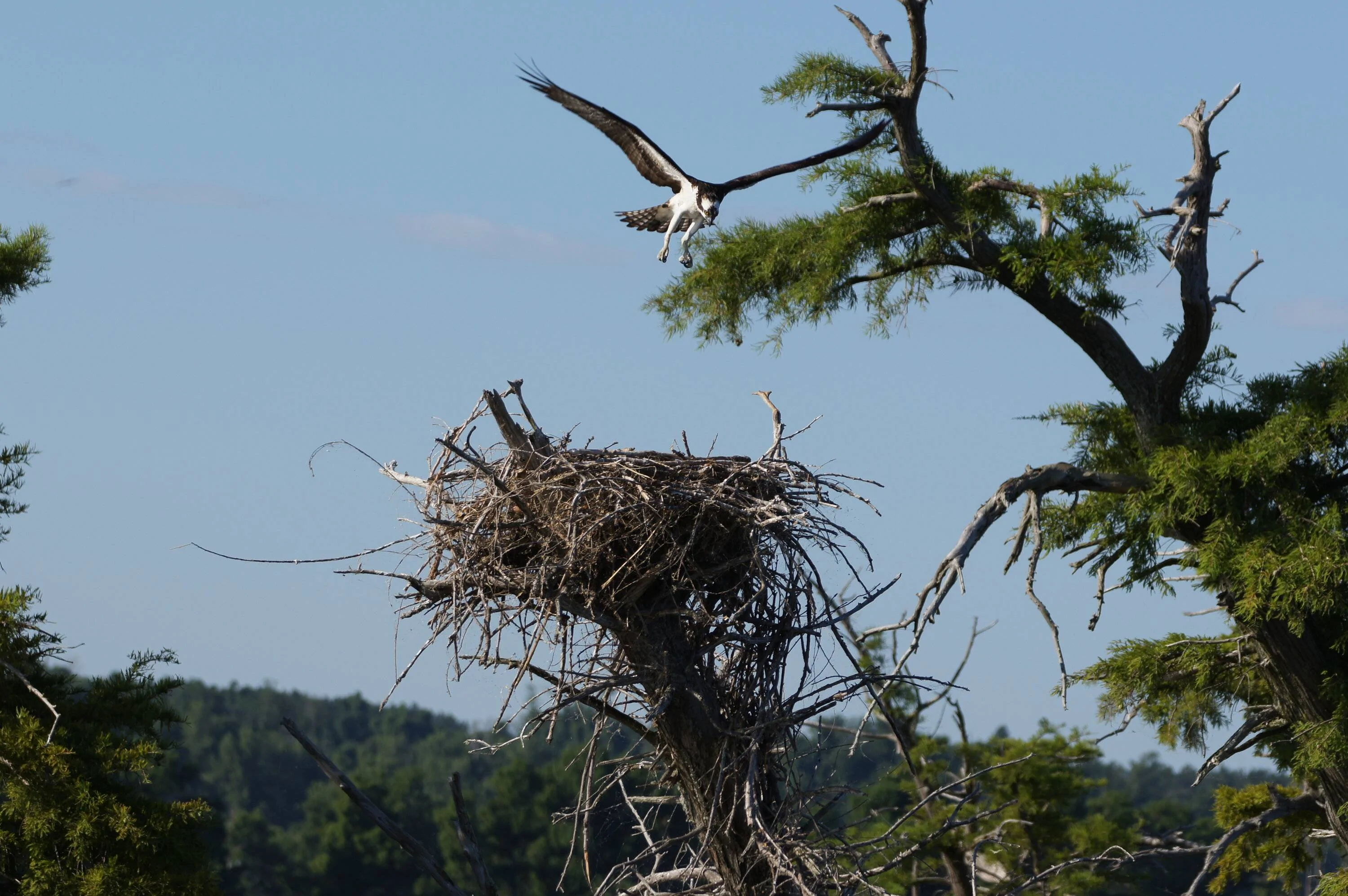 Reelfoot Lake 07.13-236.webp