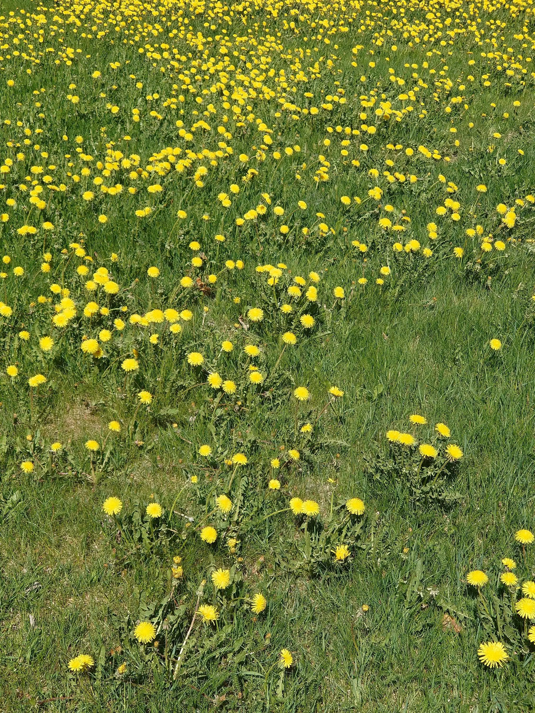DSC_1146.JPG