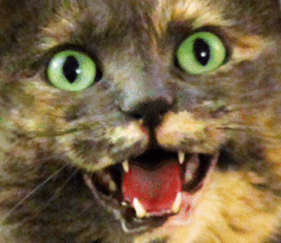 XCCH83Z.gif