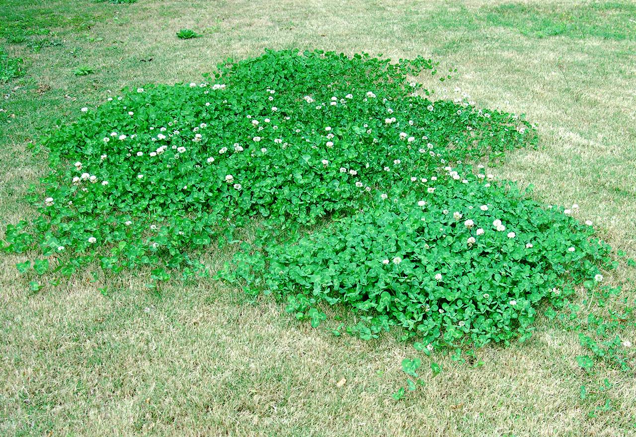 Microclover Lawn Bad.jpg