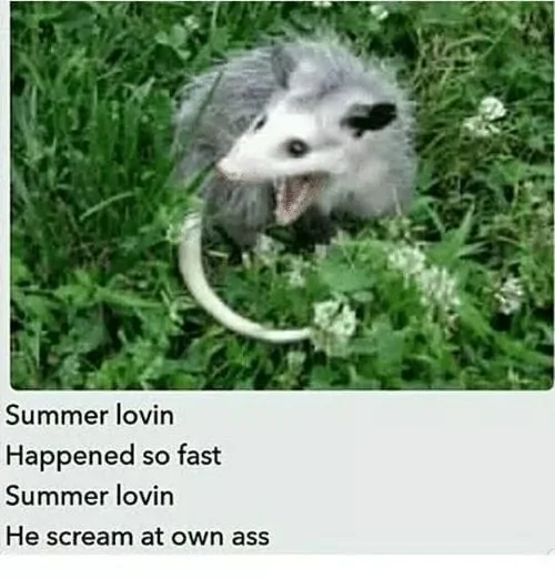 animal-summer-lovin-happened-so-fast-summer-lovin-he-scream-at-own-ass.webp