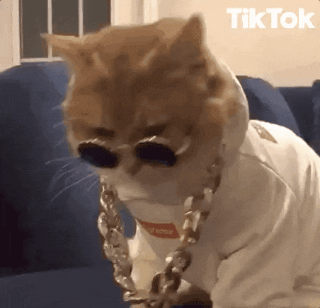 giphy.gif