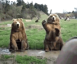 Bear.gif