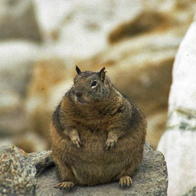 fat-squirrels15.jpg
