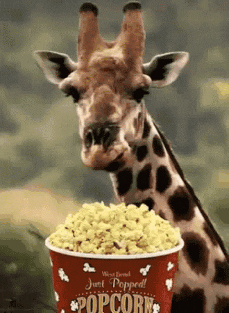 giraffe-eating.gif