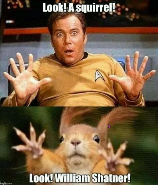 Squirrel.webp