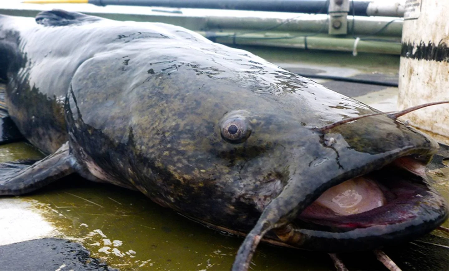 Catfish.webp