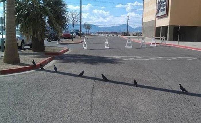 birds in shade.jpg