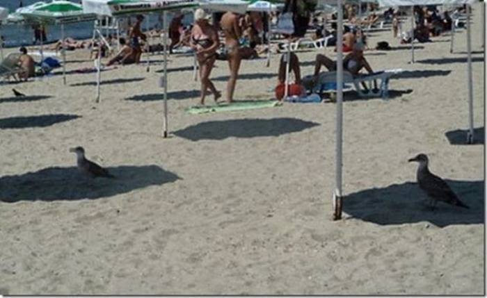 Seagulls in shade.jpg