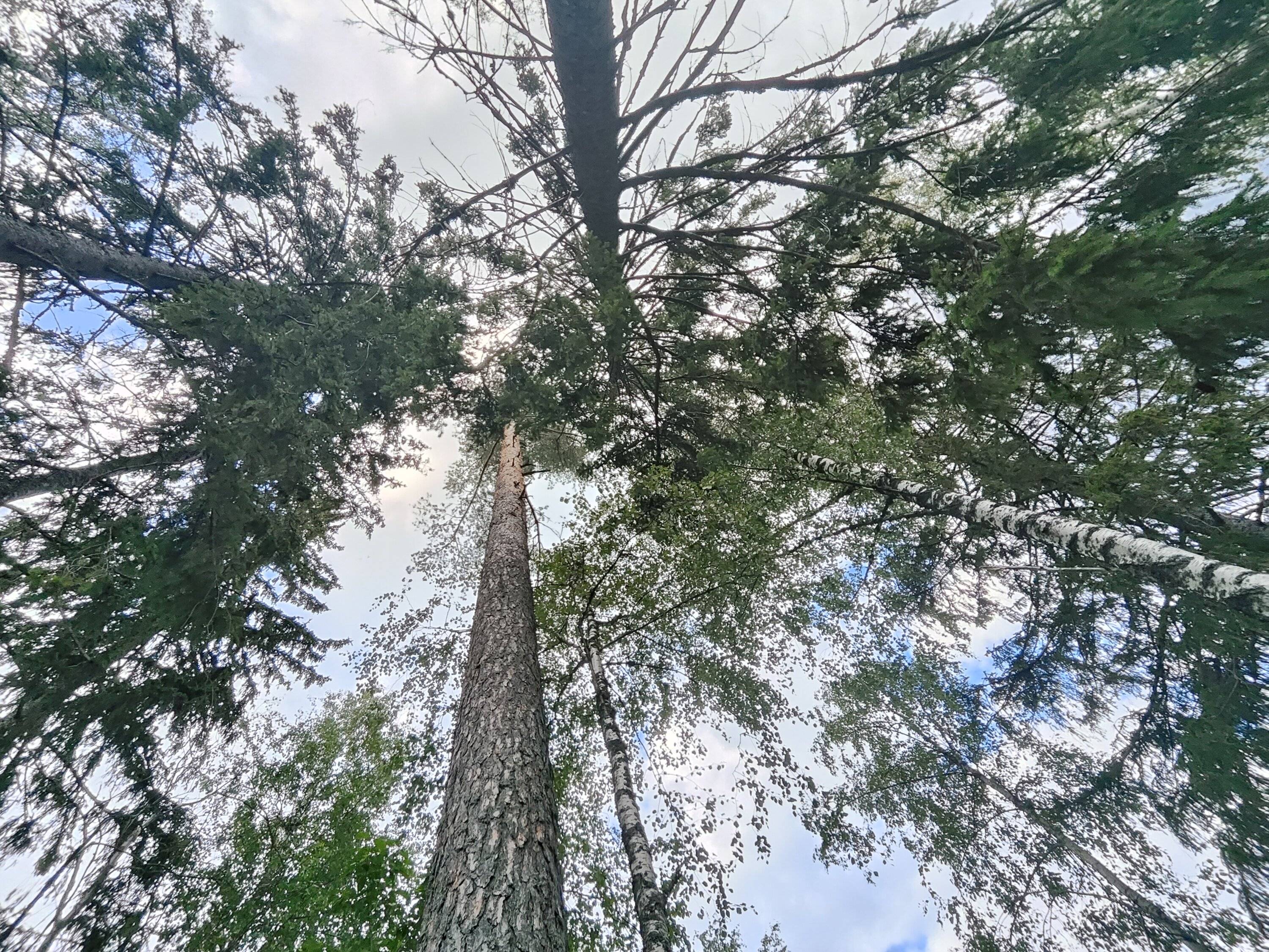Tree.jpg