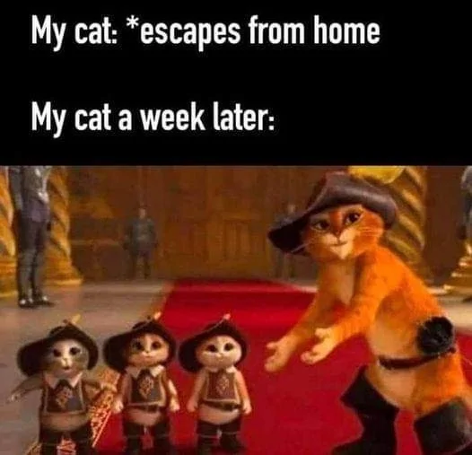 My Cat.webp