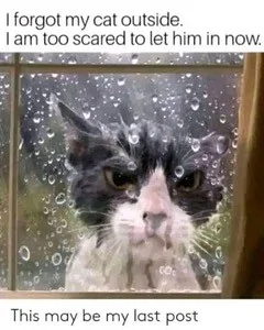 Left cat outside.webp