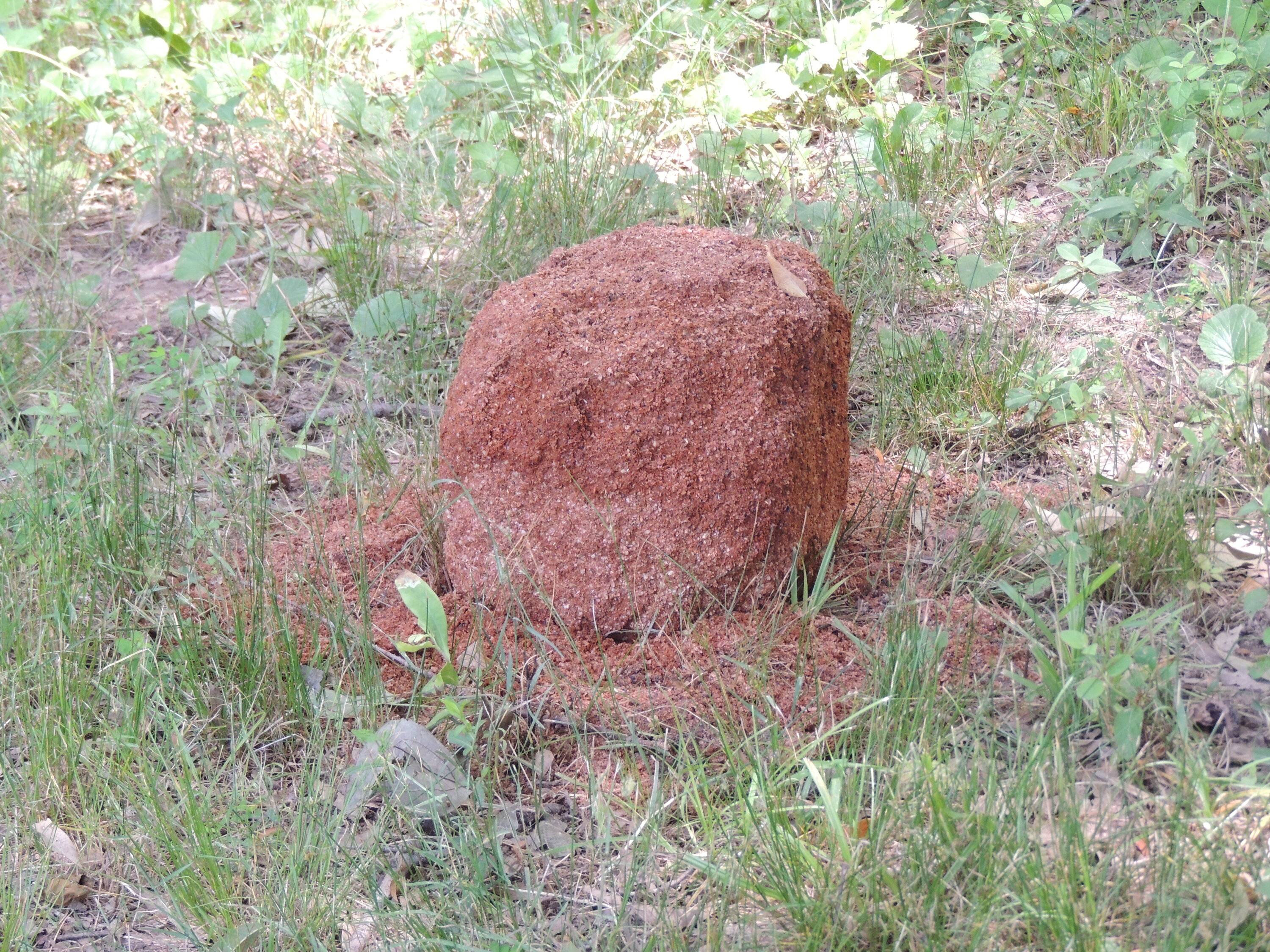 TermiteDSCN2818.JPG