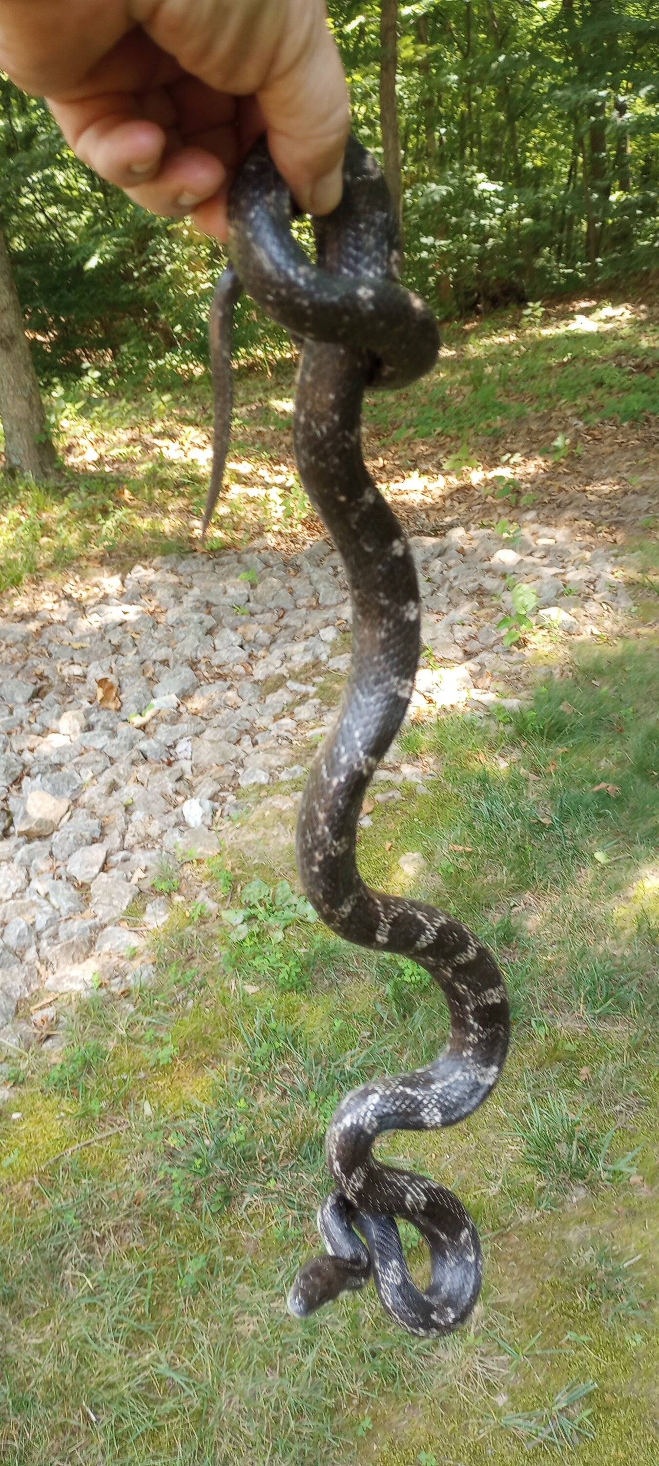 snakeIMG_20230705_120957336.jpg
