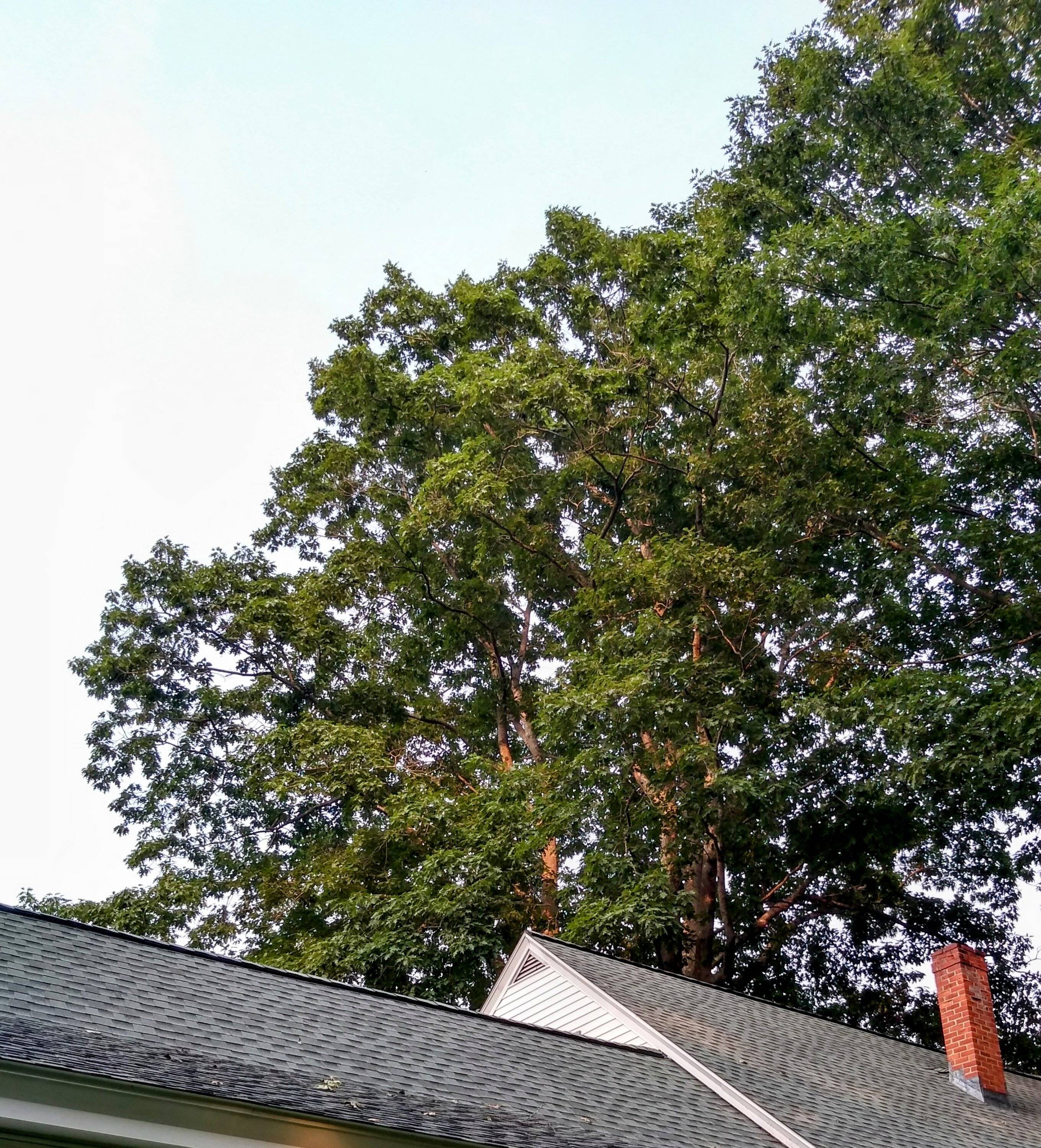 IMG_20230717_182348798_HDR~2.jpg