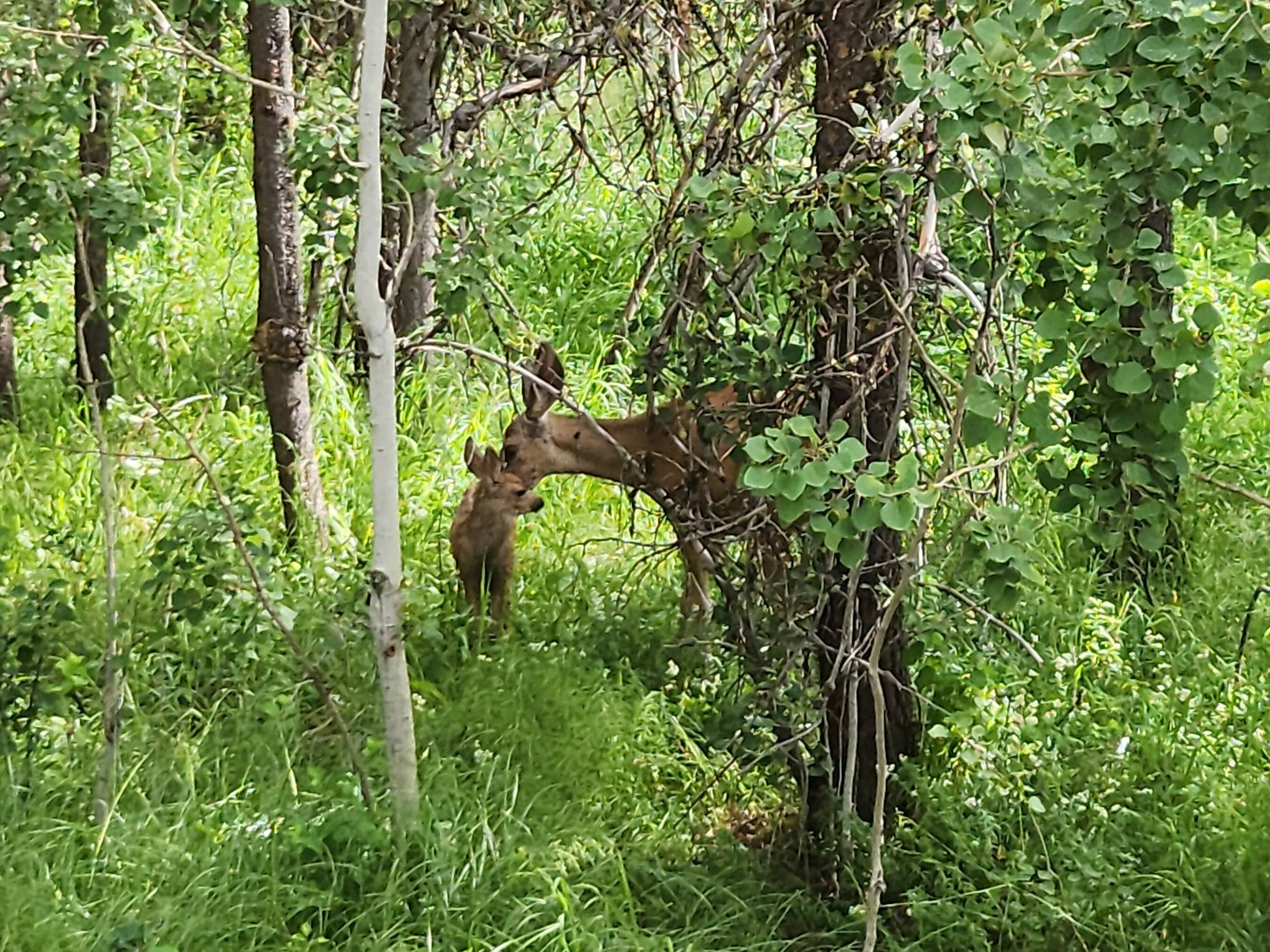 doe and fawn.jpg