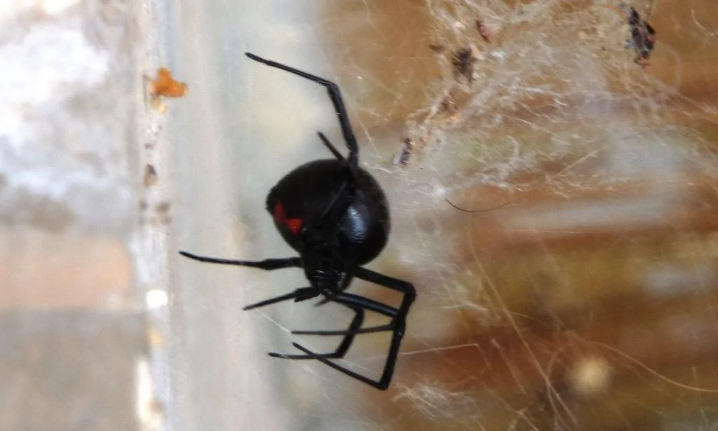 Back Deck Black Widow 002.webp