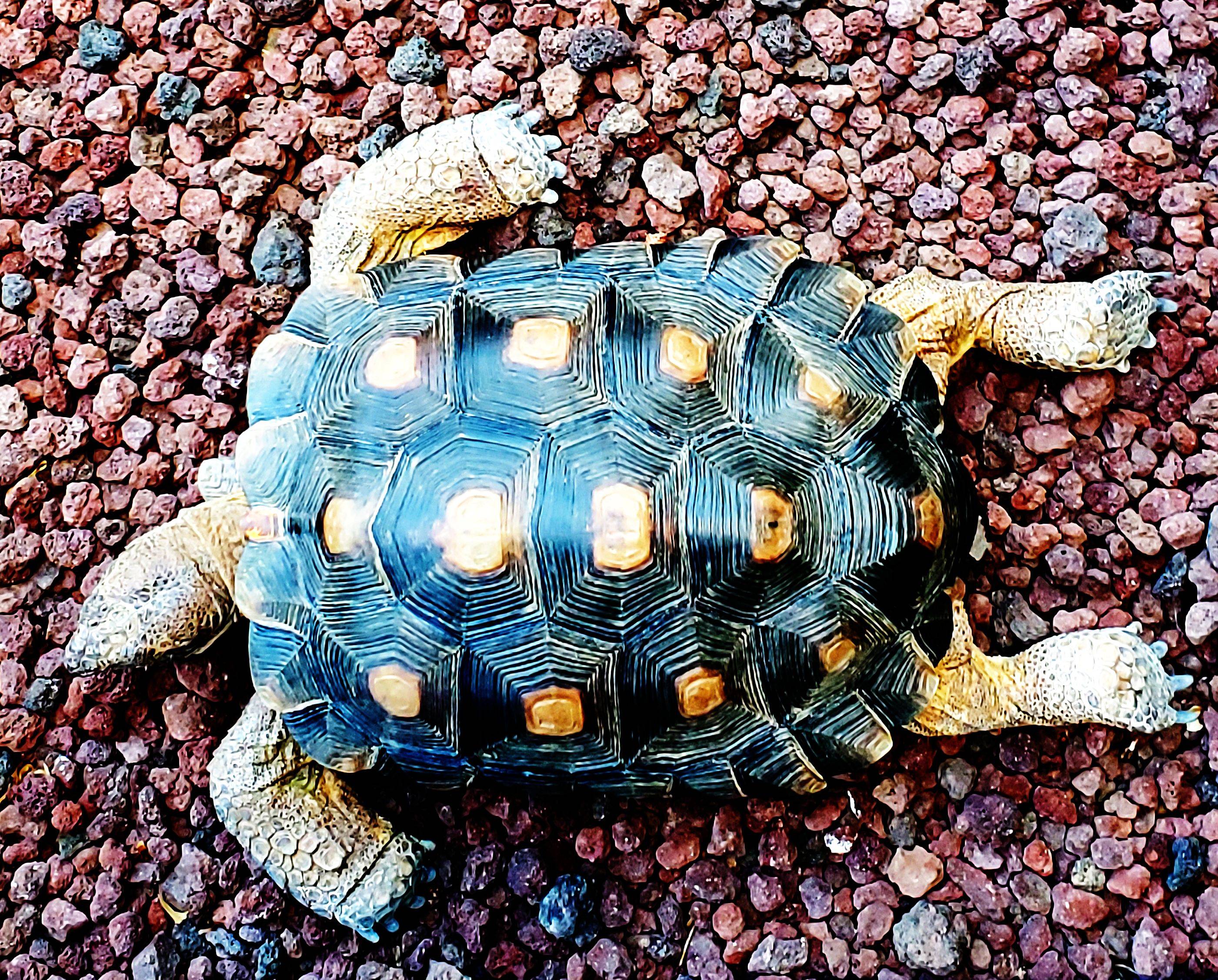 Pooped Tortoies.jpg