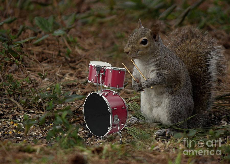 bob-the-drummer-sandra-clark.jpg