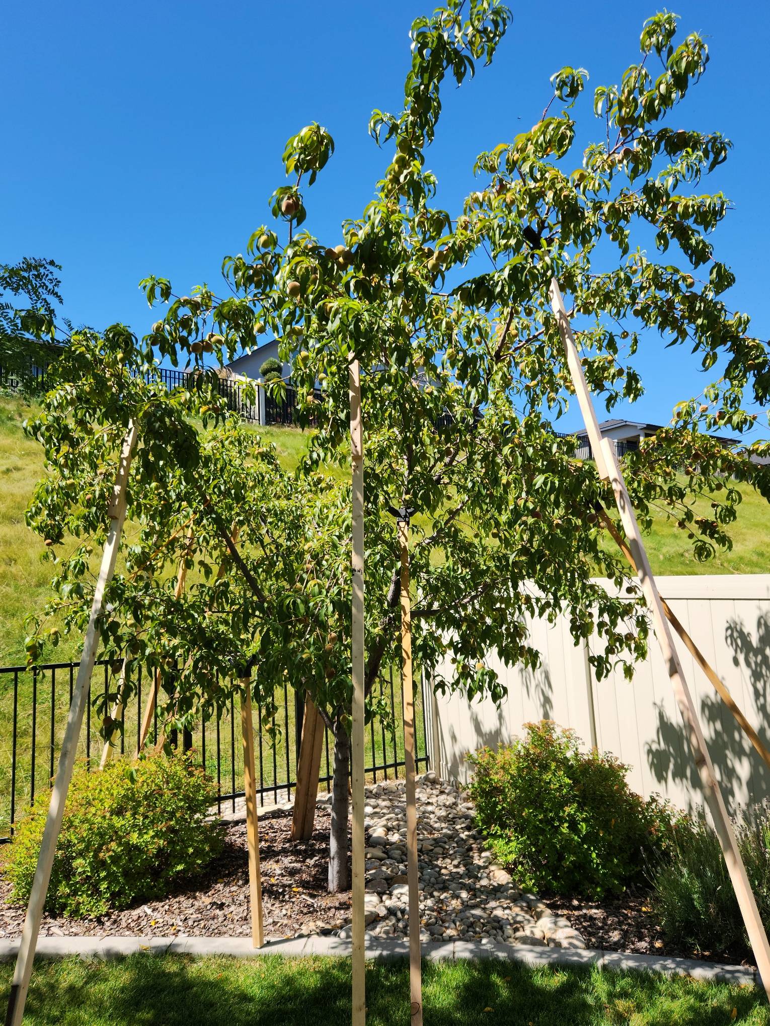 peach tree 073023.jpg