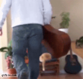 Cat revenge.gif