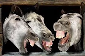 Burros.webp