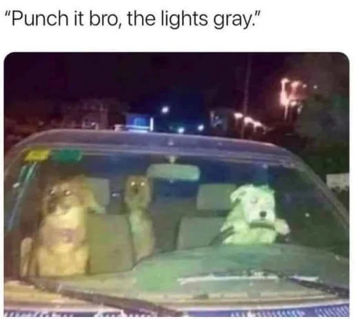dogs-drive-it-punch-it-lights-gray.webp