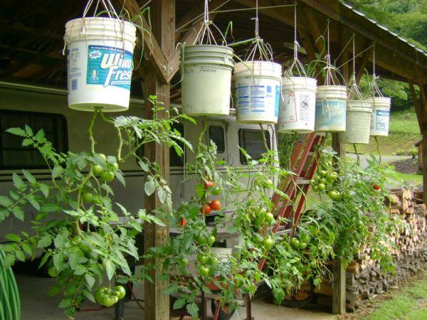 5-Gallon-Upside-Down-Tomatoes.jpg