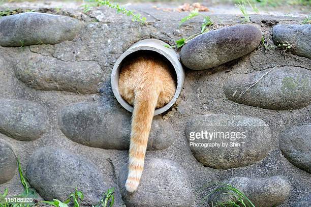 tail-picture-id115188920?s=612x612.jpg