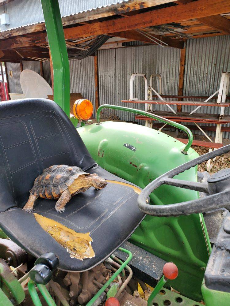 TitoTractorTraining.jpg