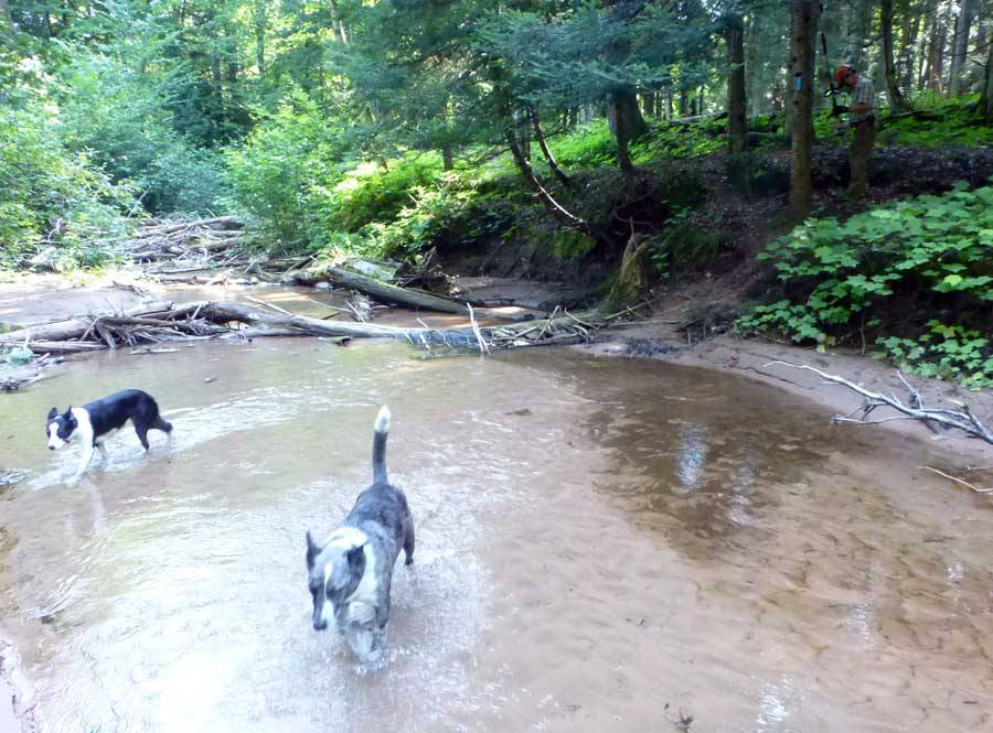 dogsnct0942.jpg