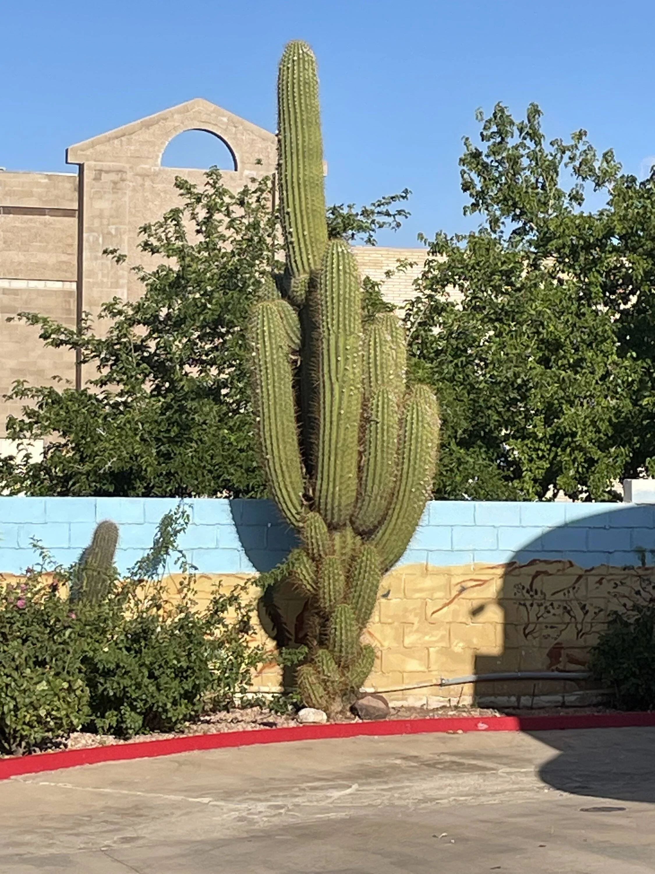 IMG_4362.jpeg