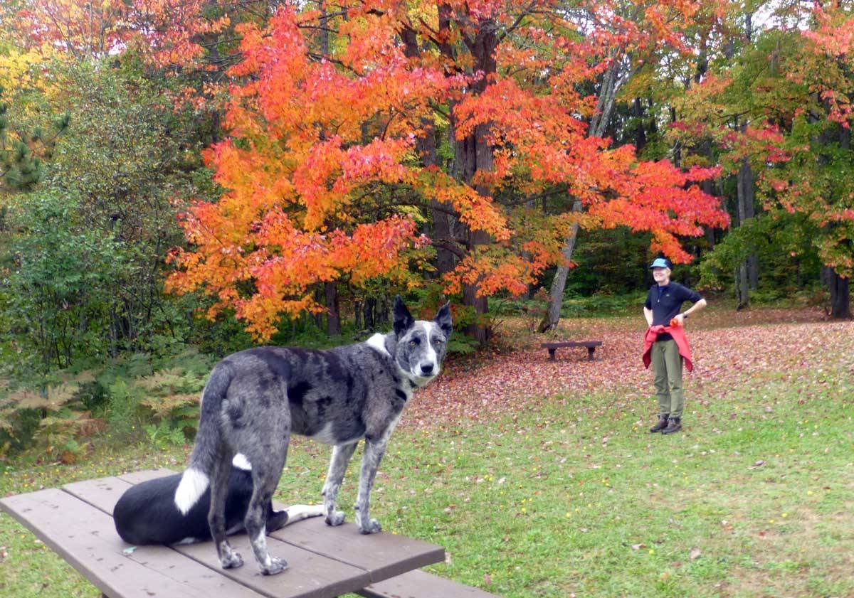 dogsfall70802.jpg