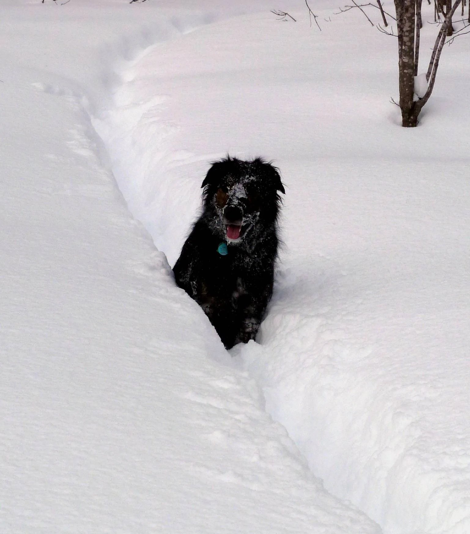 Gromit in CR snow.webp