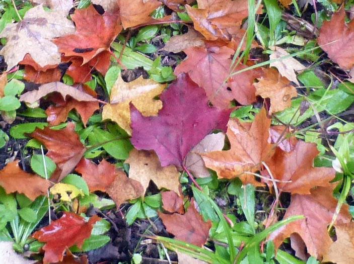 fall0446.jpg