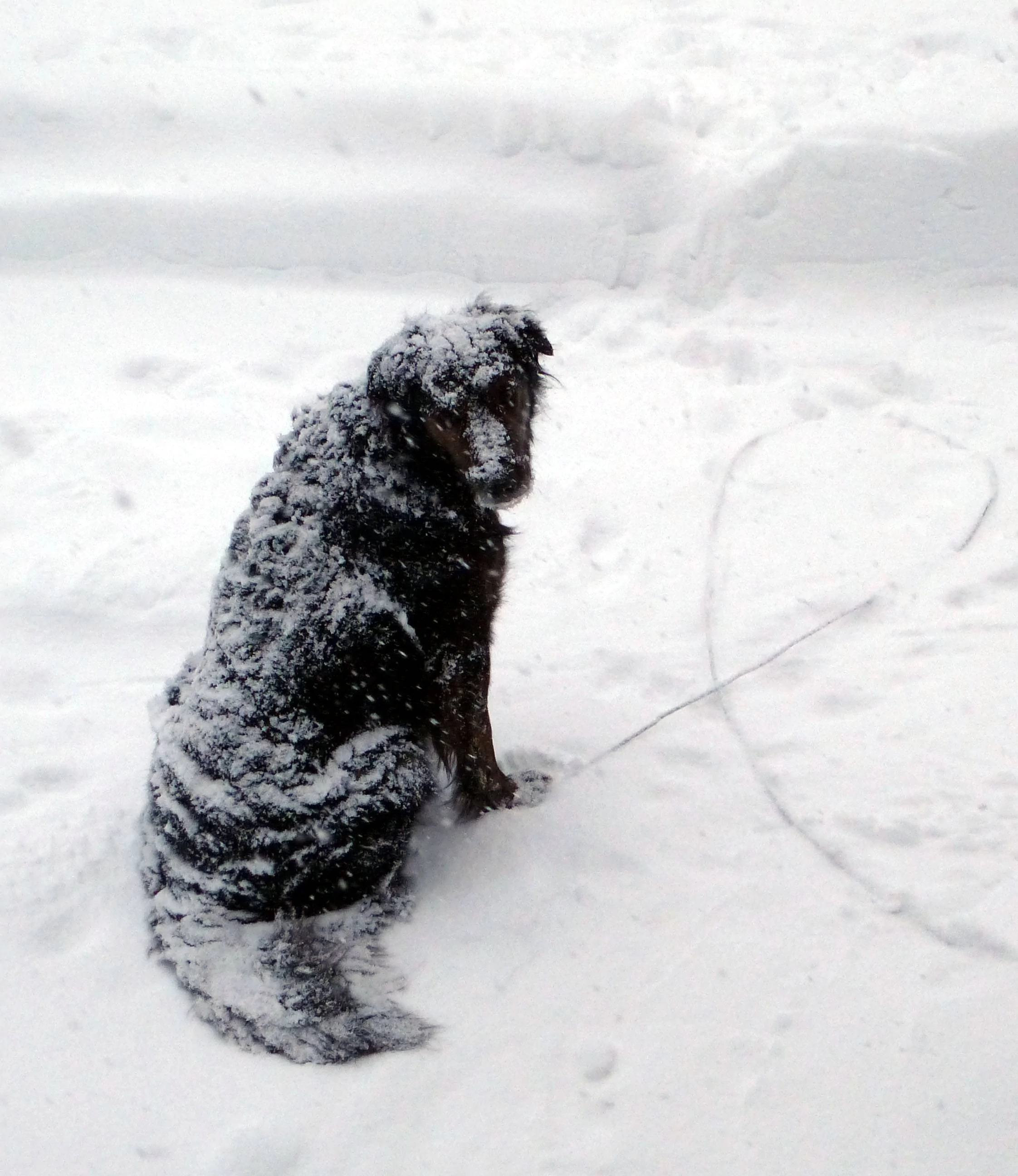 Gromit snowy.a.webp