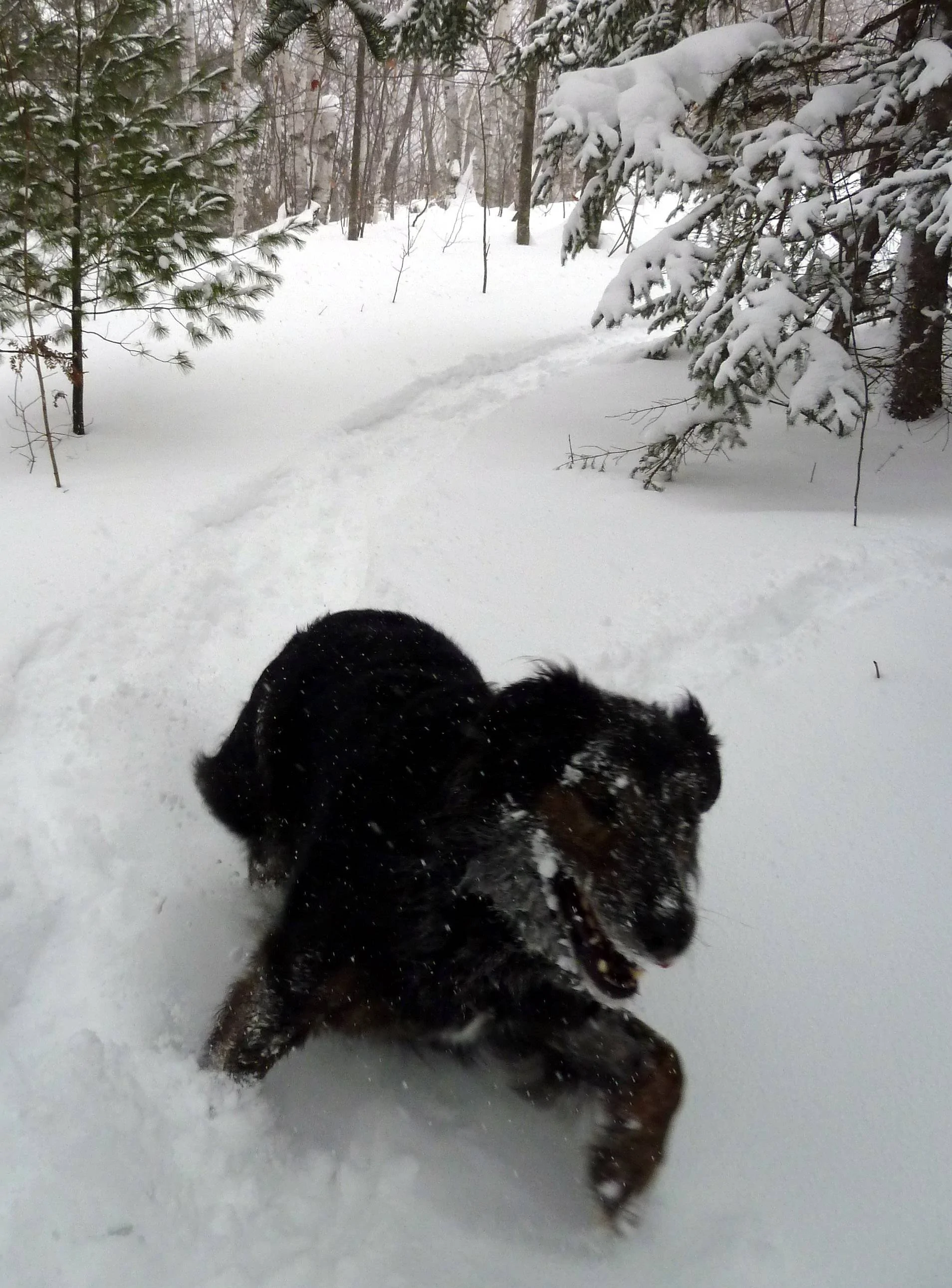 snow dog.d.webp