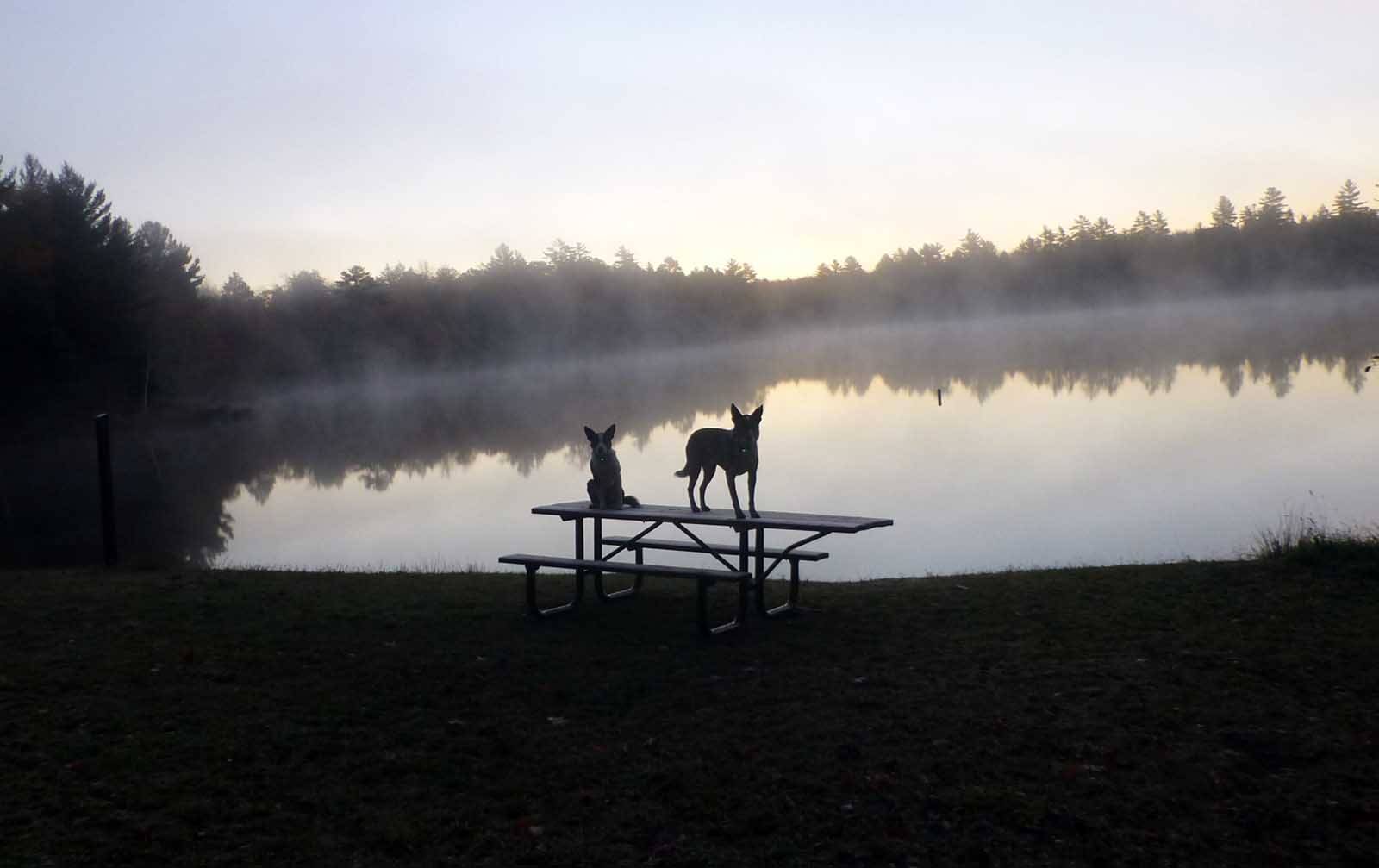 dogsfalllake8.jpg