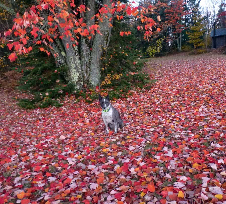 wallyfall0753.jpg