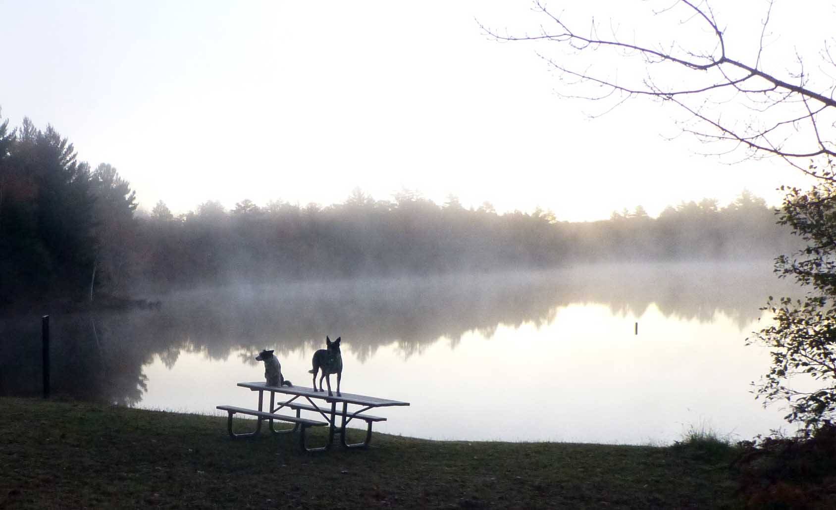 dogsfalllake60746.jpg