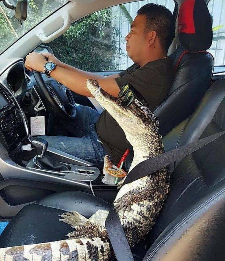 Gator.jpg