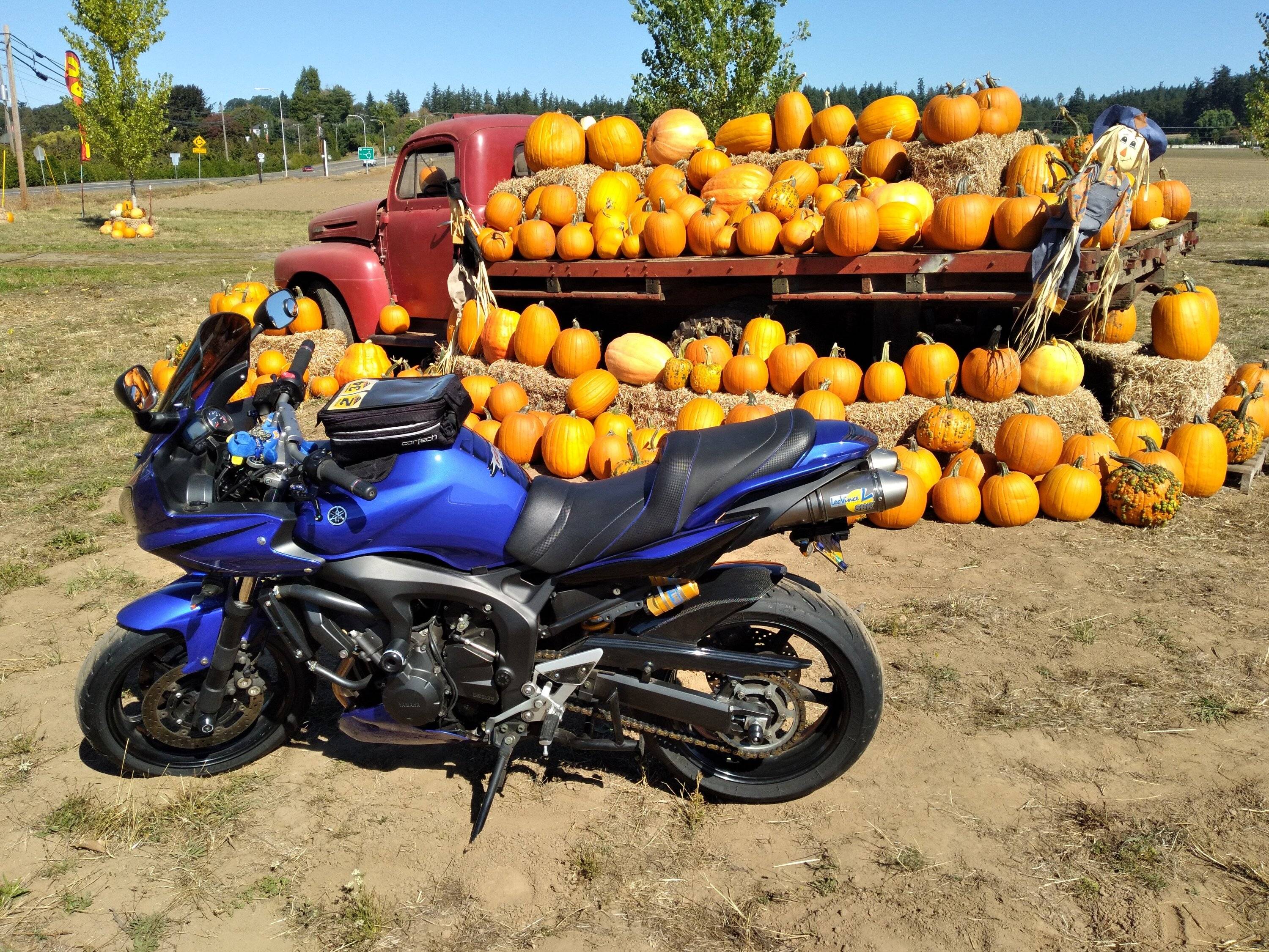 FZ6 Halloween.jpg