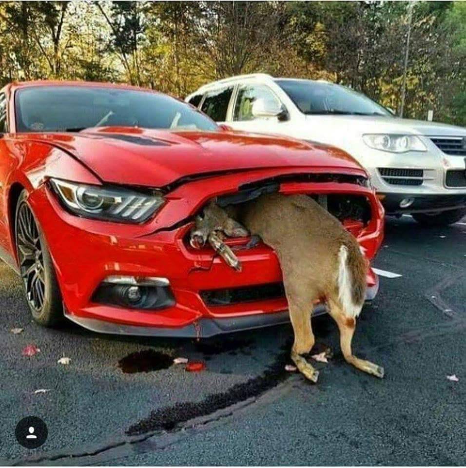 Coyote eats deer.JPG