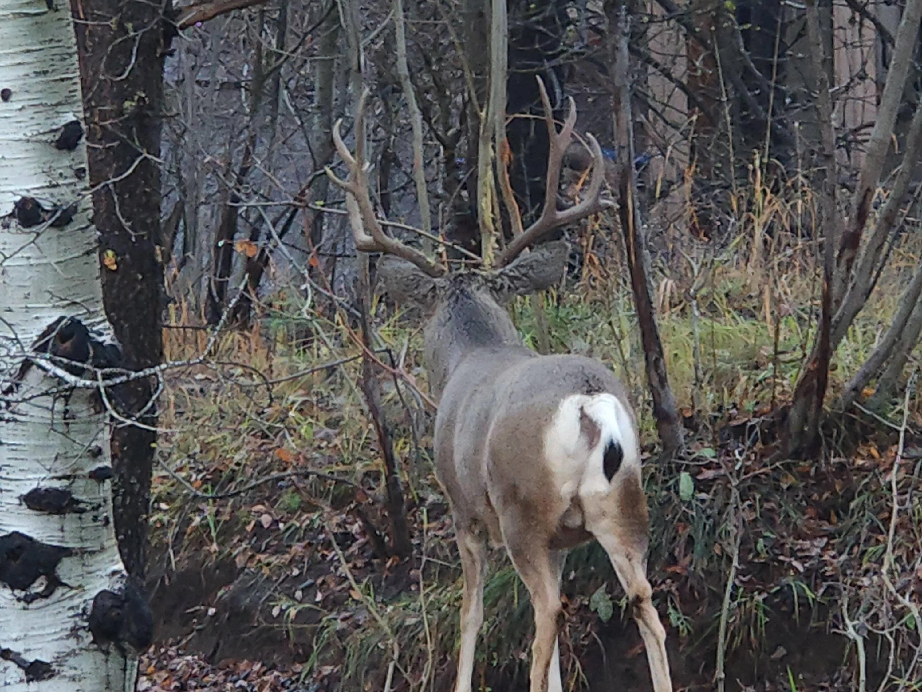 Buck 110323.webp