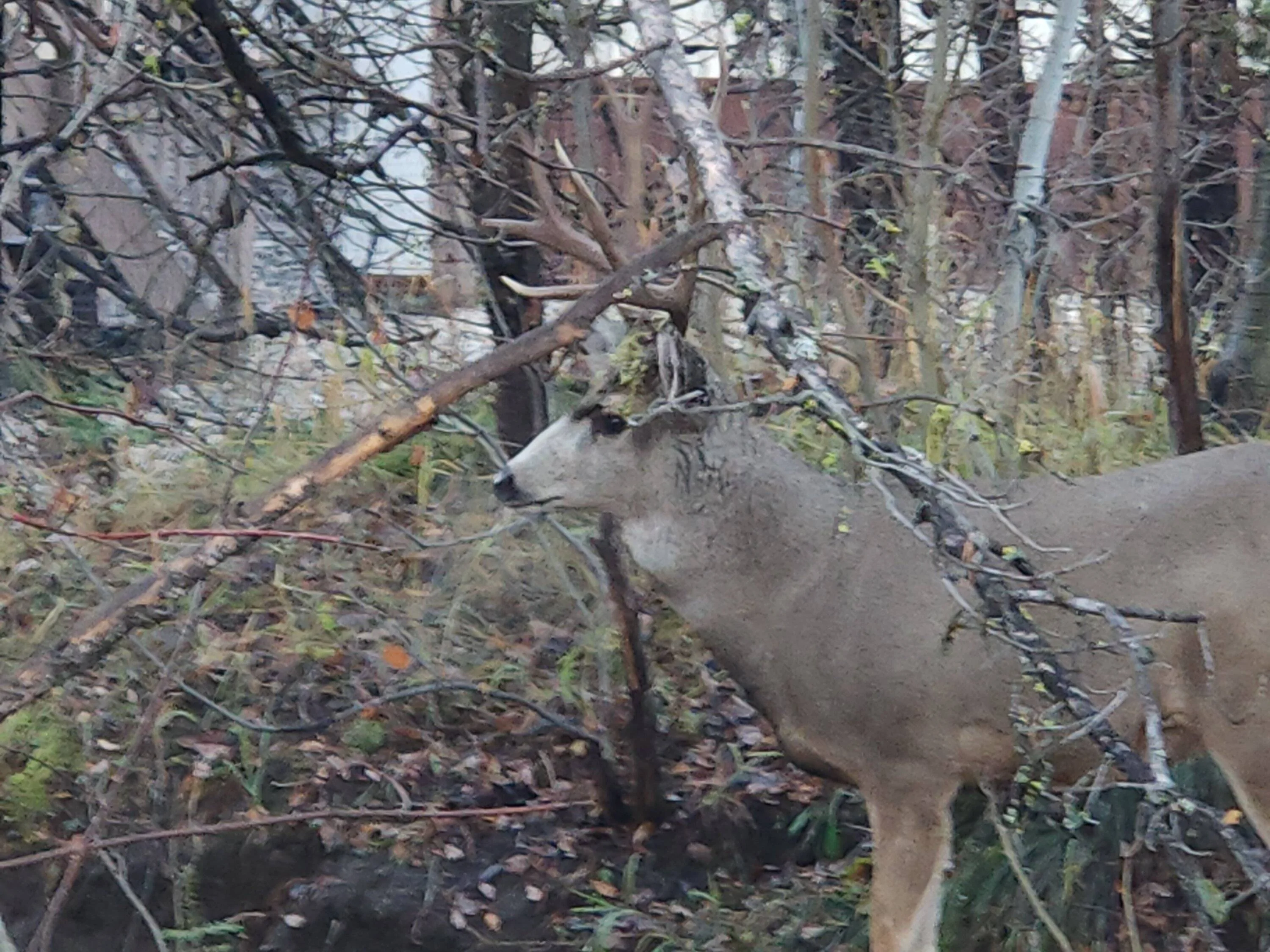 Buck 110323 2.webp