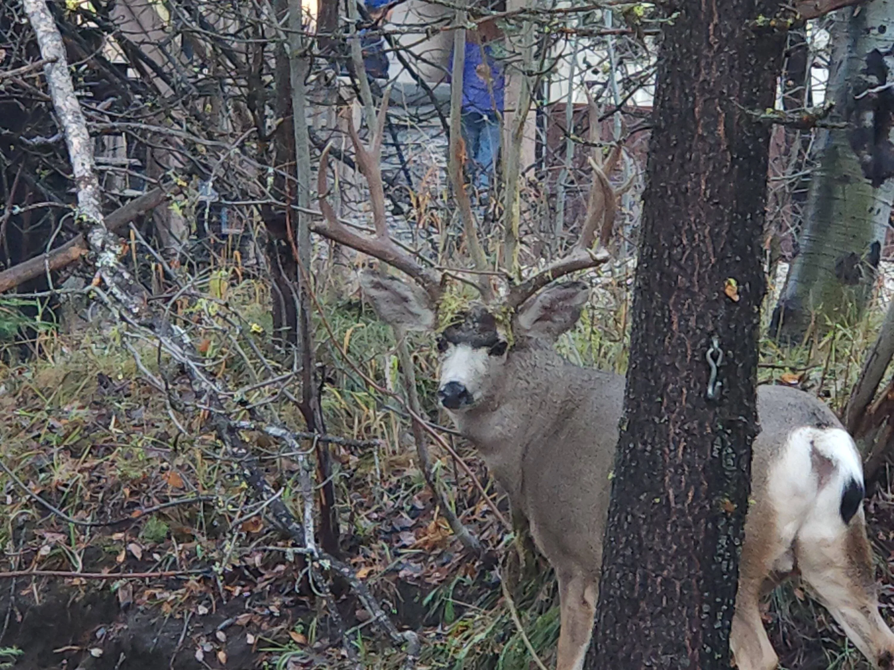 Buck 110323 3.webp